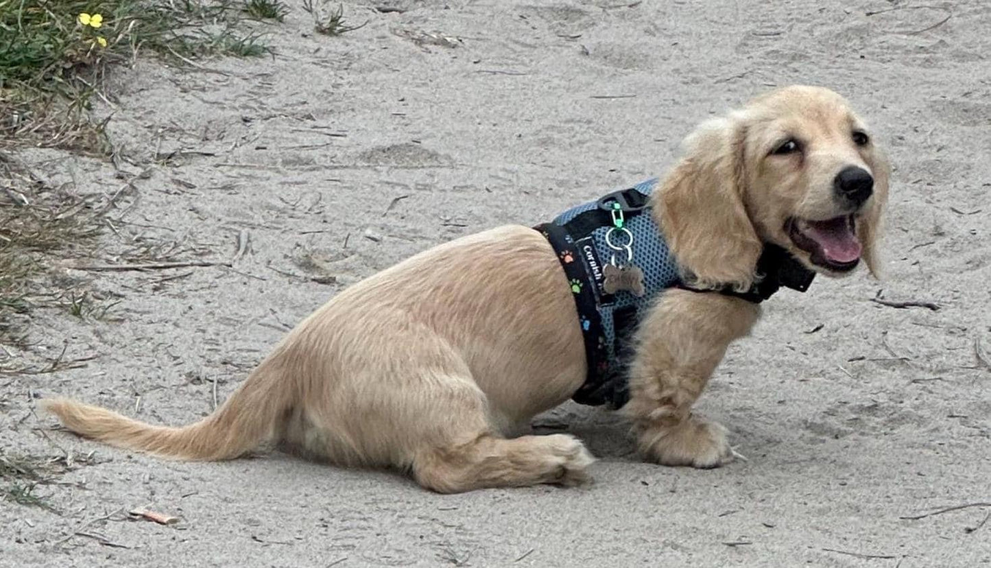 Made-to-Order Dachshund Harness: Petrol Spacer Mesh, No Armpit Rub