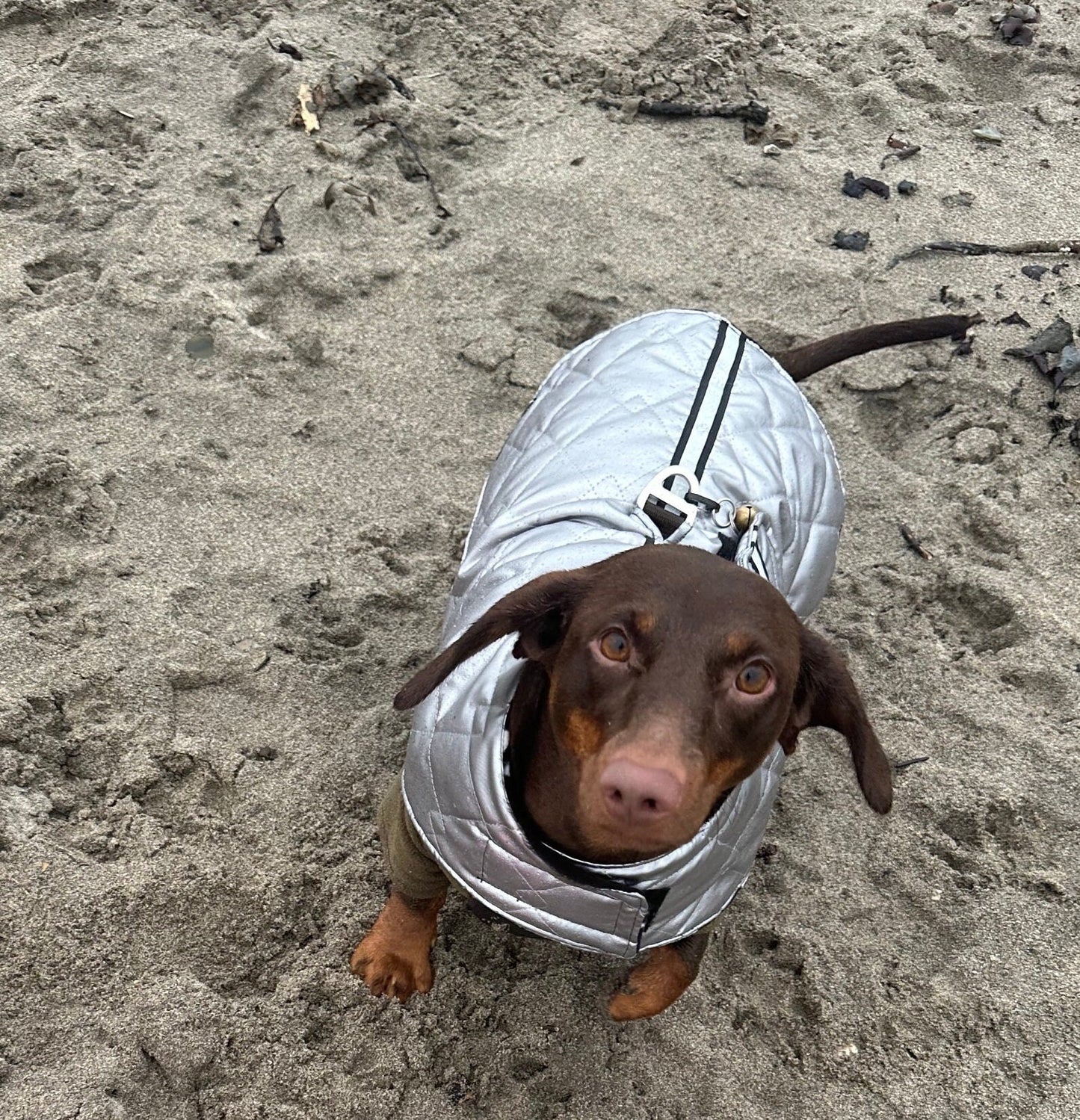 Reflective Dachshund Quilted Dog Coat: Waterproof Winter Jacket