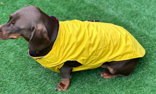 Waterproof Dachshund Dry Wax Canvas Coat: Chest Covering, Harness Option