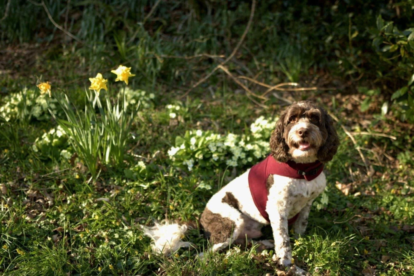 Made-to-Measure Corduroy Dog Harness: Fleece Lined, Adjustable Fit