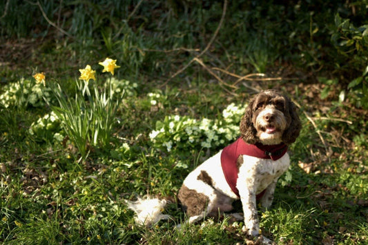 Made-to-Measure Corduroy Dog Harness: Fleece Lined, Adjustable Fit