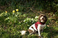 Made-to-Measure Corduroy Dog Harness: Fleece Lined, Adjustable Fit