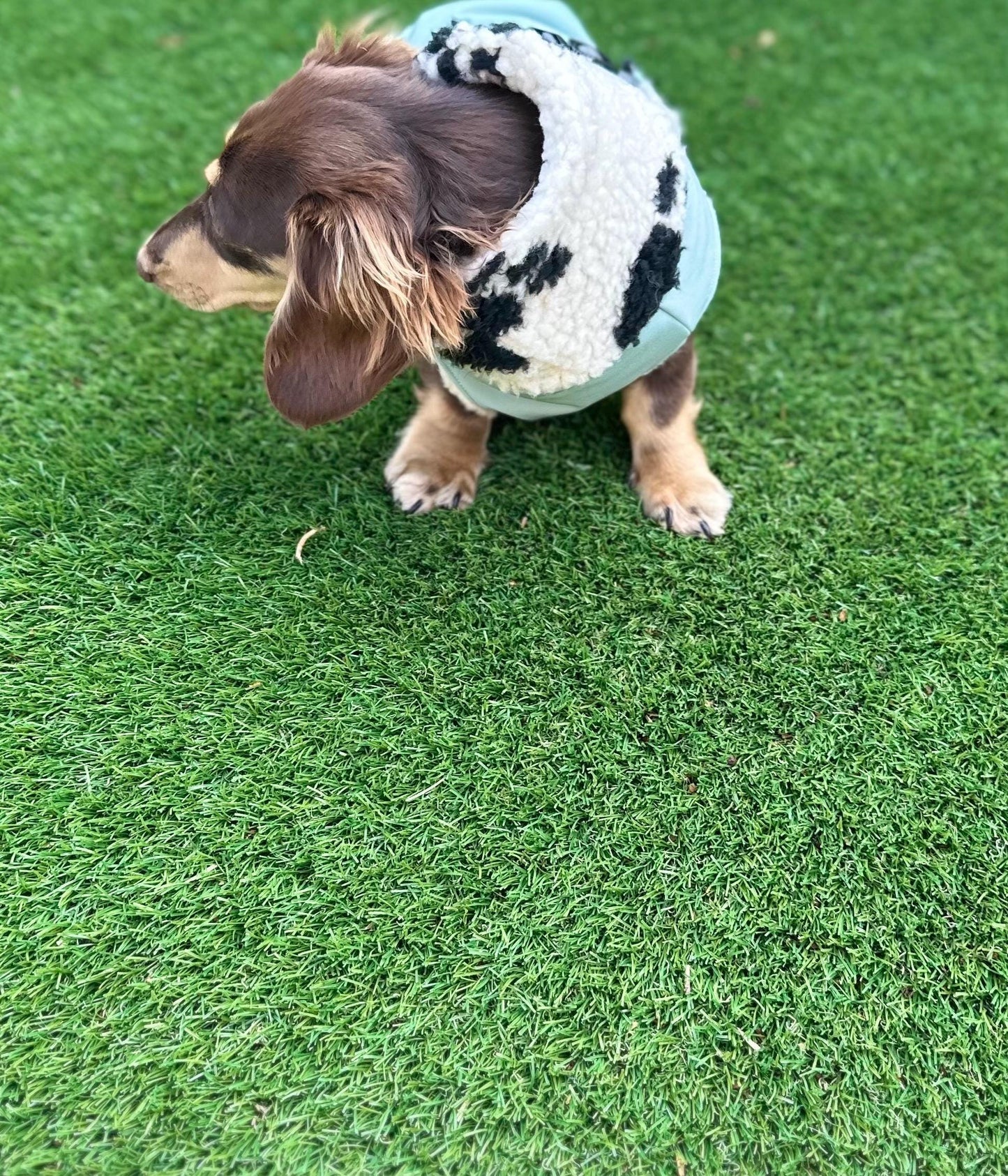 Waterproof Softshell Dachshund Coat: Sherpa Fleece Lined, Windproof
