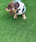 Waterproof Softshell Dachshund Coat: Sherpa Fleece Lined, Windproof