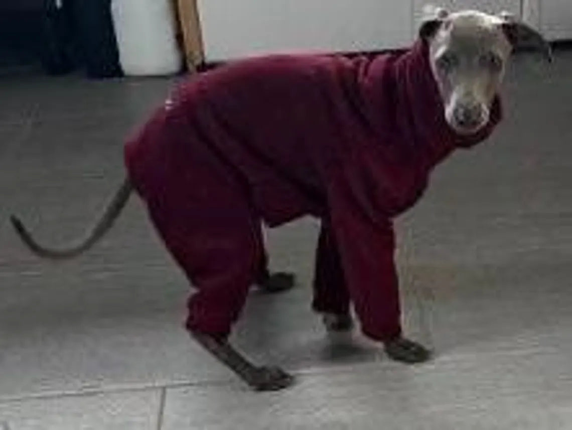 Italian Greyhound Fleece Onesie: Water & Mud Repellent Iggy Jumpsuit.