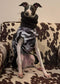 Waterproof Quilted Italian Greyhound Coat: Sherpa Fleece Lined, Chest Covering.