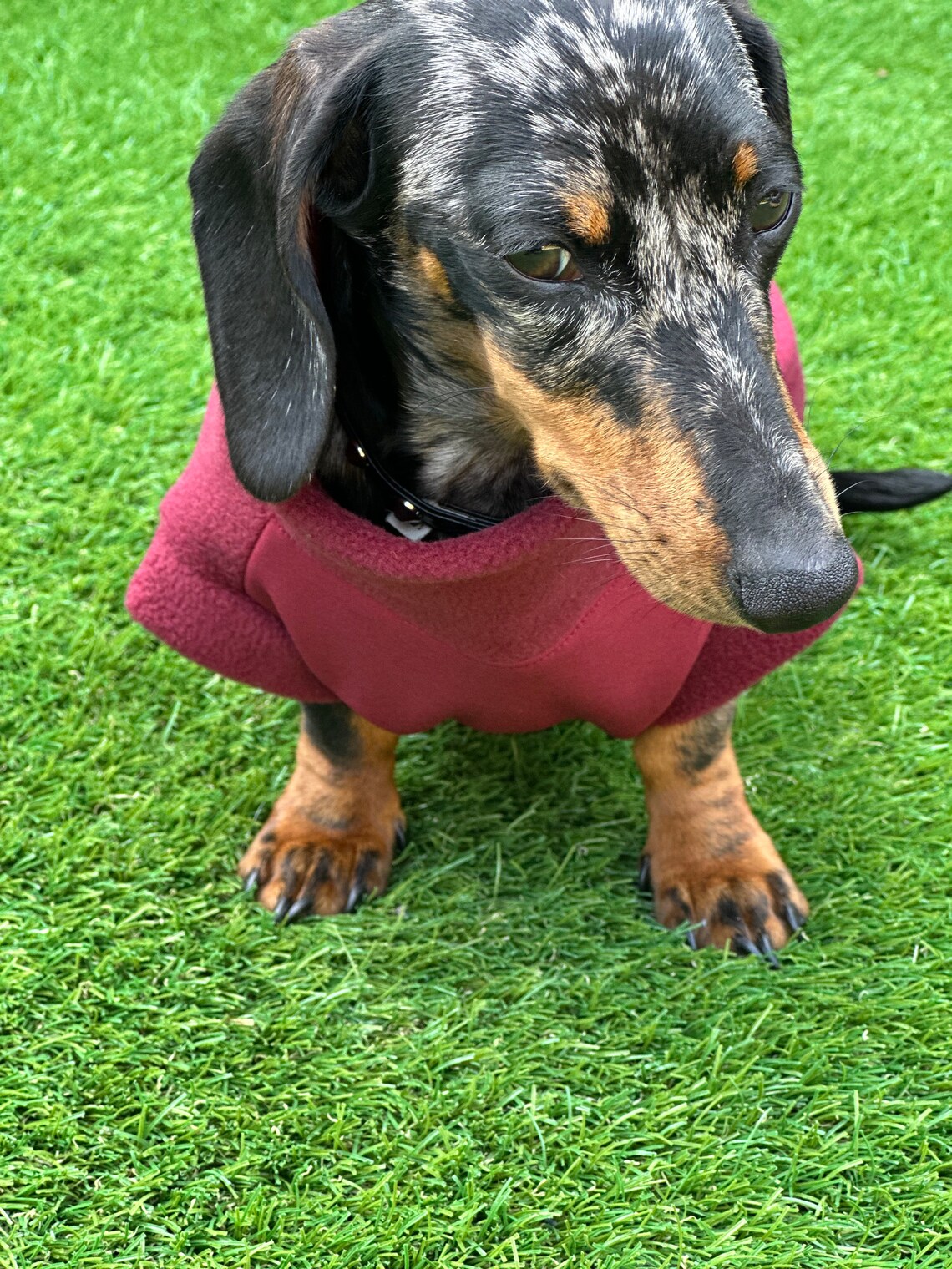 Waterproof Softshell Dachshund Fleece Jumper: Zipped Warm Dog Coat