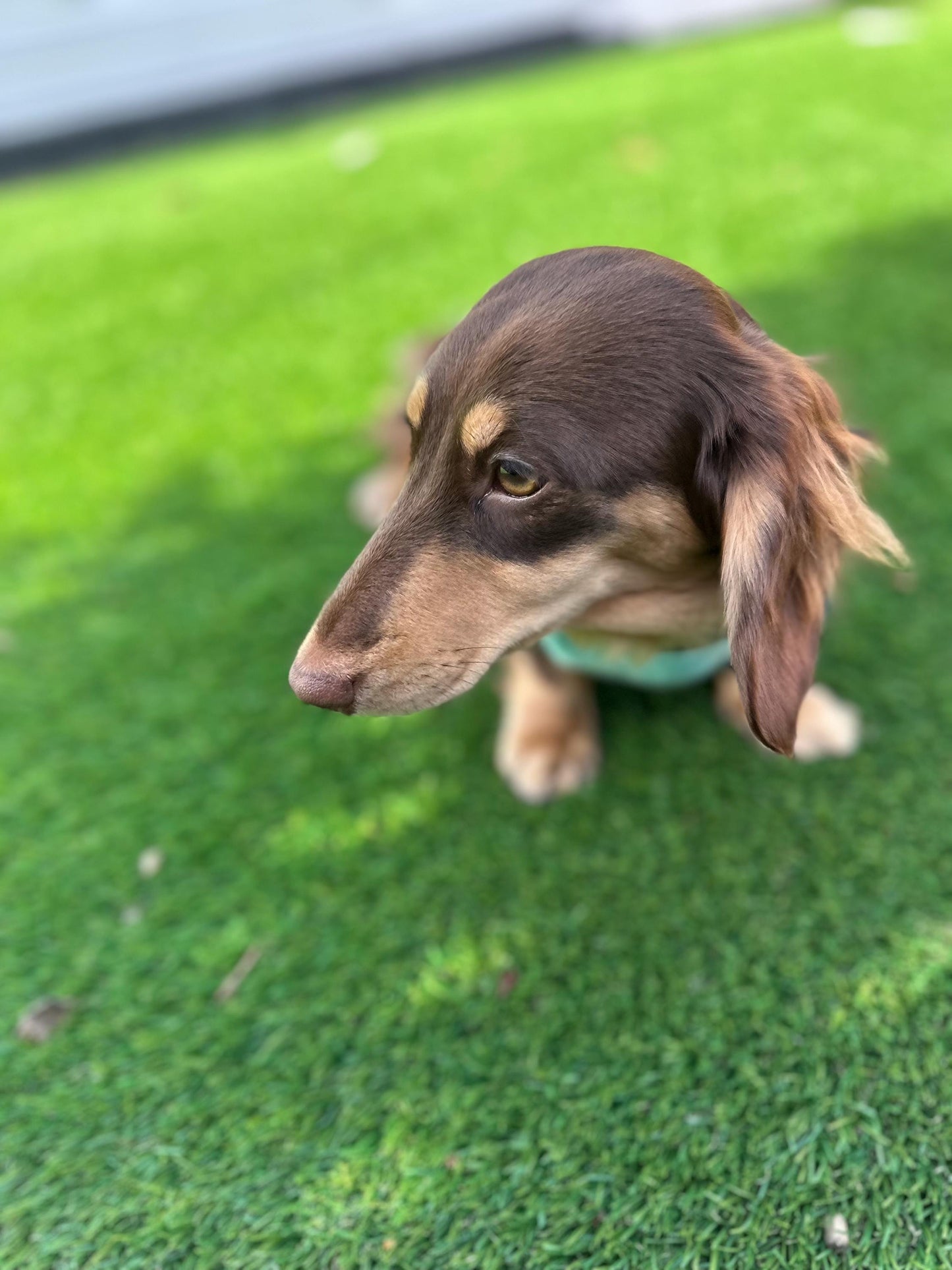Dachshund Christmas Fleece Jumper: Water & Mud Repellent Dog Coat