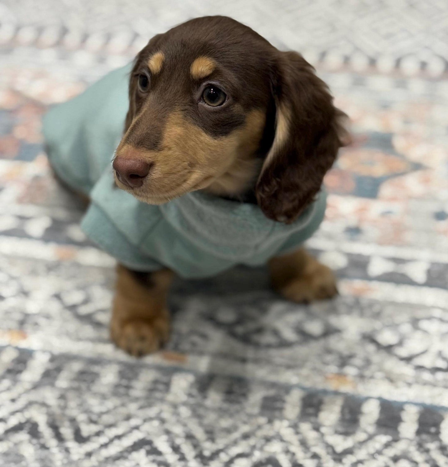 Waterproof Dachshund Fleece Jacket: Mud Repellent Soft Shell Tummy
