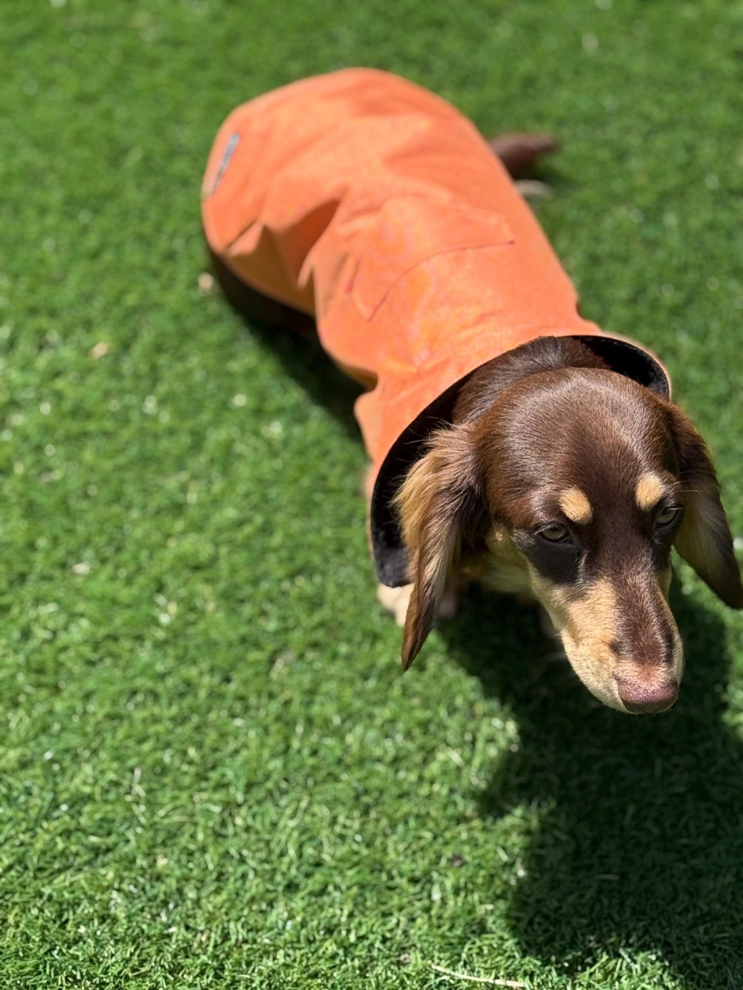 Waterproof Dachshund Winter Coat: Fleece Lined, Harness Hole