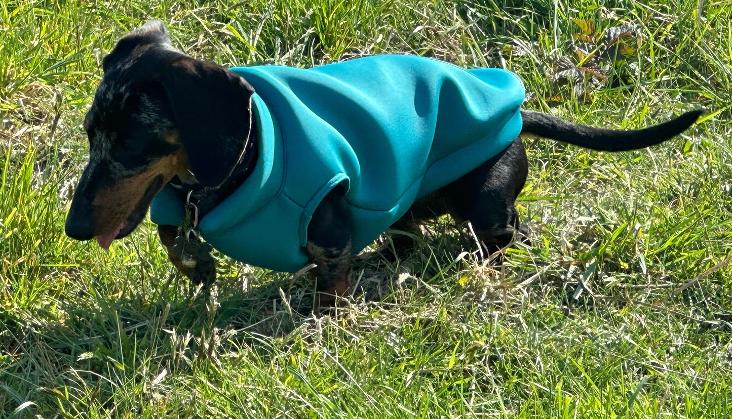 Dachshund Neoprene Dog Jumper: Stretchy, Insulated, Open-Neck