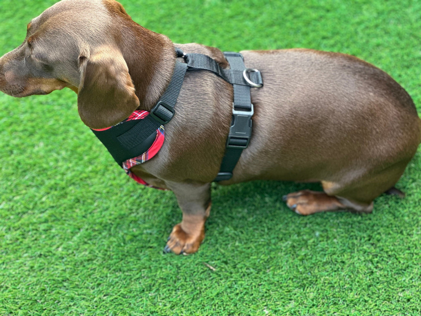 Padded Neoprene Dachshund Harness: No-Choke Waterproof Dog Harness