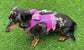 Harris Tweed Dachshund Harness: Fleece Lined Dog Vest with Bow