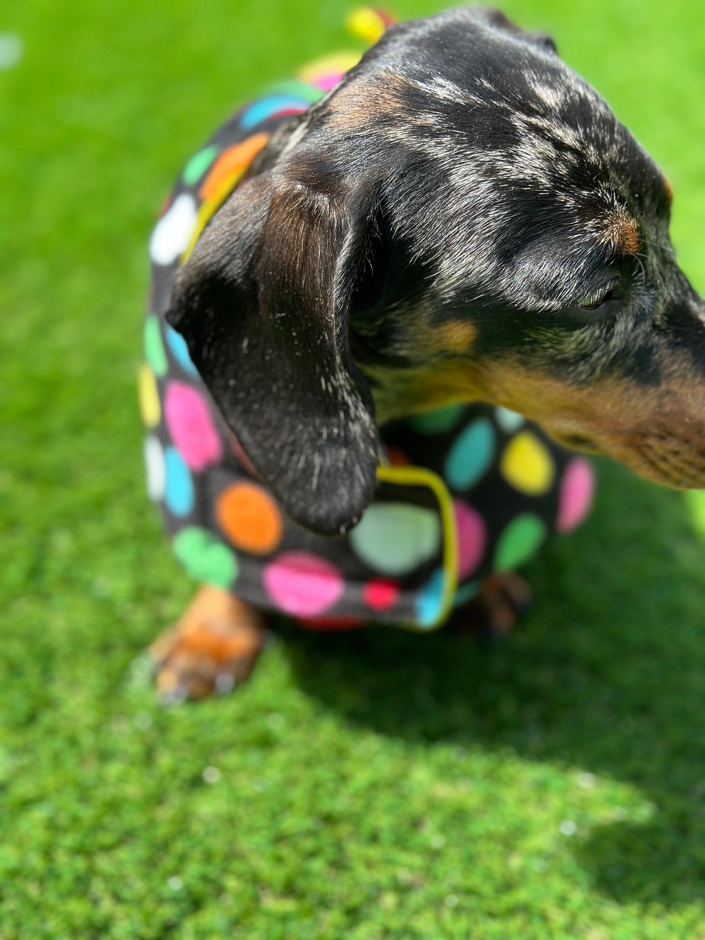 Polka Dot Dachshund Fleece Dog Coat: Double Layered, Breathable, Washable