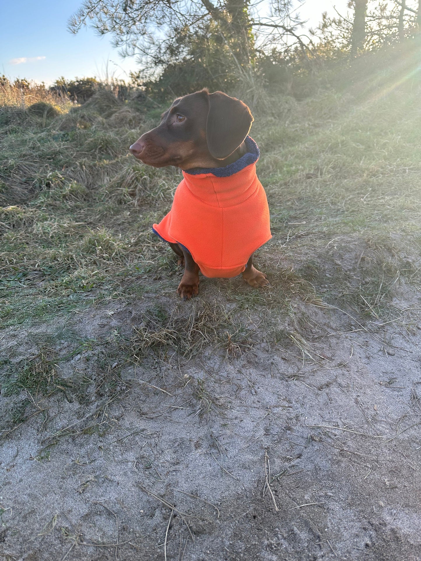 Dachshund Fleece Dog Drying Coat: Absorbent Terry Lined, Washable Jumper