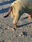 Mini Dachshund Fleece Onesie: Waterproof Tummy, Mud Repellent Dog Jumpsuit