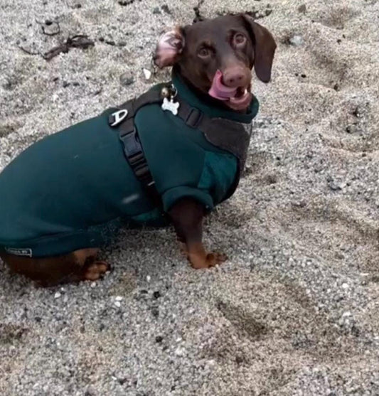 Dachshund neoprene jumper with water resistant belly panel