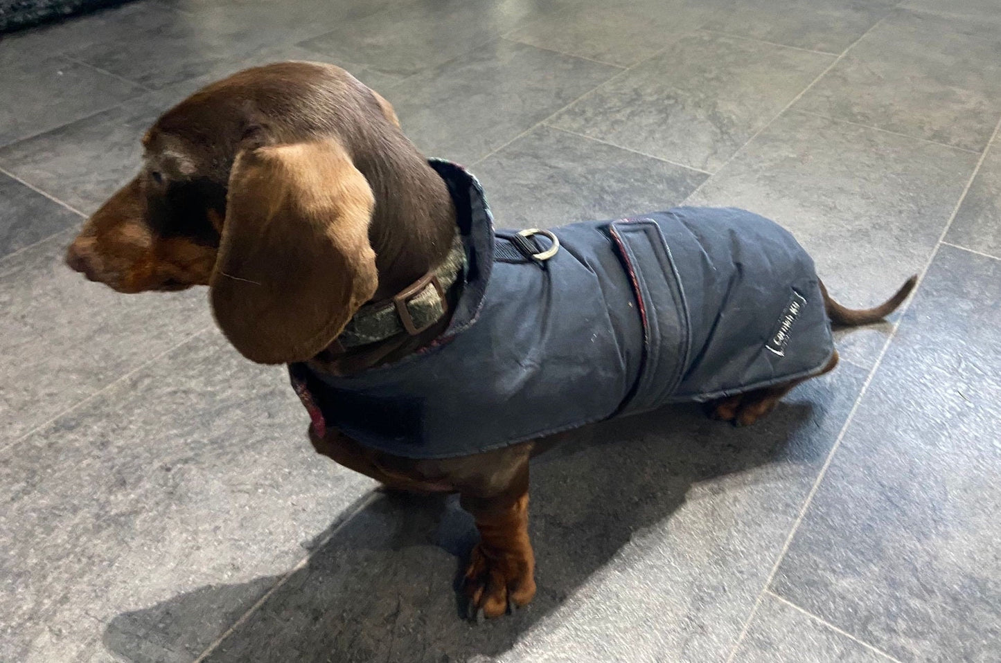 Waxed Cotton Dachshund Dog Coat: Waterproof Winter Pet Apparel