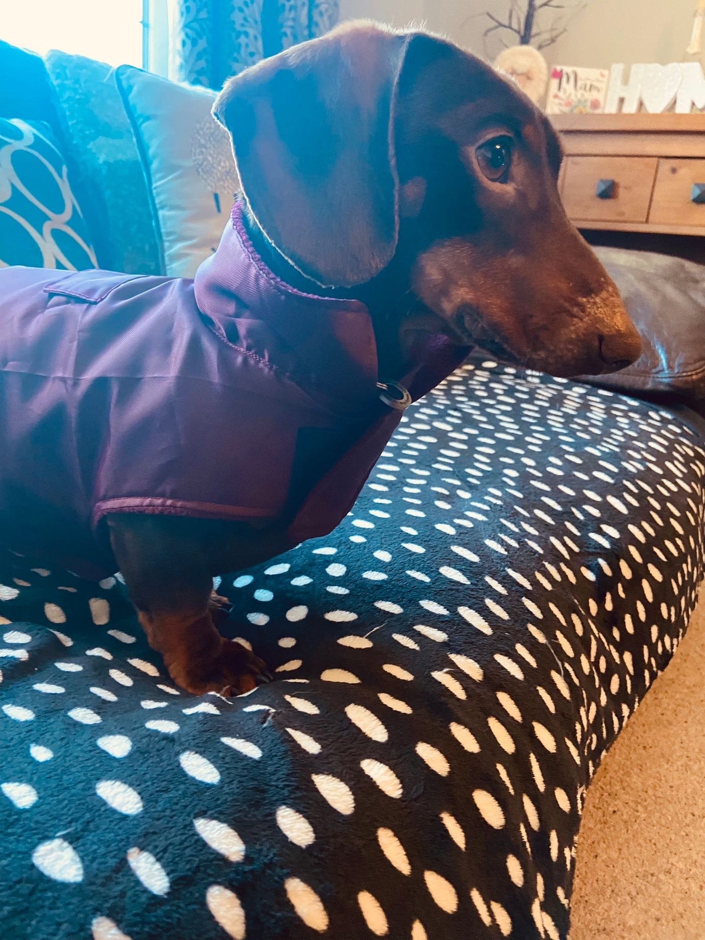 Waterproof Dachshund Coat: Lightweight Fleece-Lined Dog Raincoat