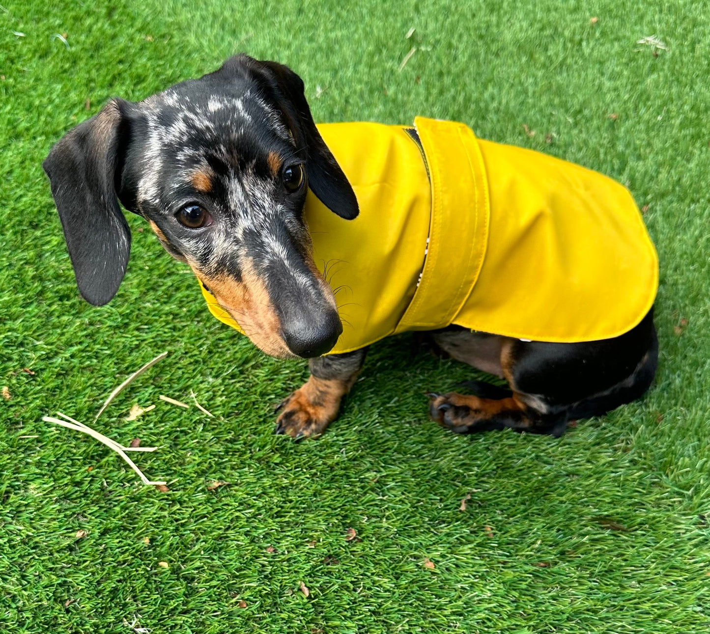 Waterproof Dachshund Coat: Lightweight Nylon, Cotton Lined, Travel Dog Coat