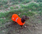 Dachshund Quilted Dog Coat: Waterproof Hi-Vis Winter Pet Apparel