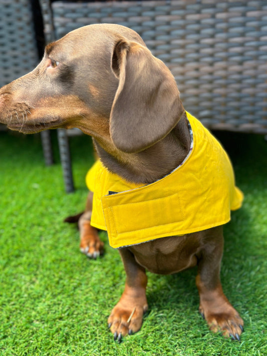 Waxed Cotton Dachshund Dog Coat: Waterproof Fleece Lined Winter Wear