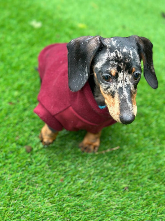 Waterproof Softshell Dachshund Fleece Jumper: Mud & Water Repellent