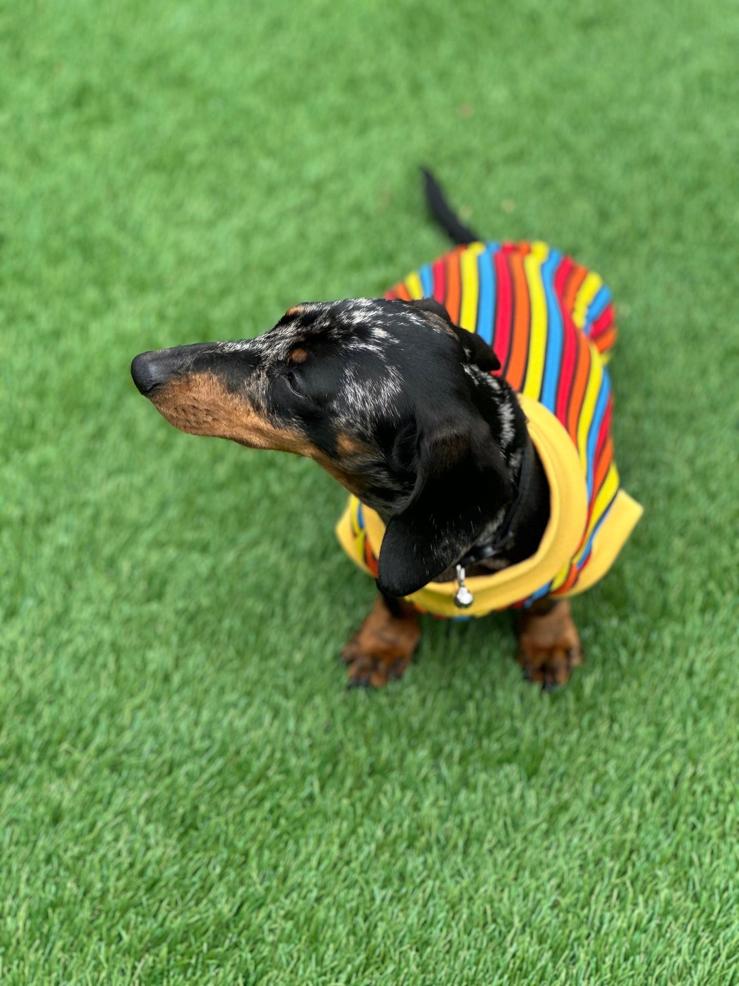 Striped Rib Jersey Dachshund Jumper: Washable Dog T-Shirt
