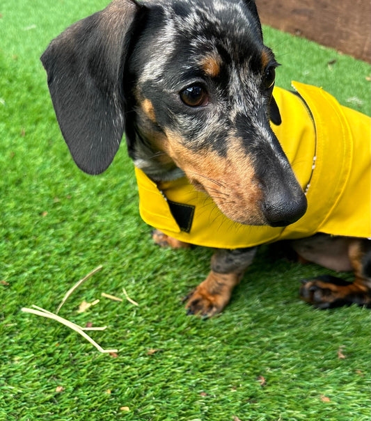 Waterproof Dachshund Coat: Lightweight Nylon, Cotton Lined, Travel Dog Coat