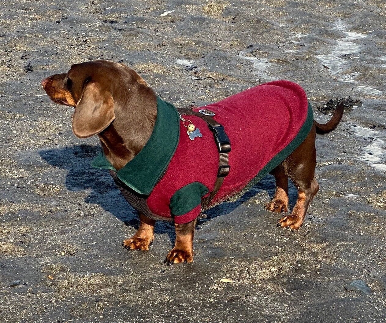 Dachshund  zipped neck  fleece ,dog jumper,dachshund legged jumper ,dachshund jumper , dachshund fleece,dachshund fleece jacket