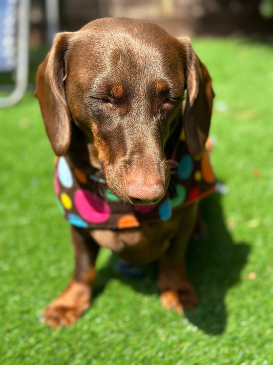 Polka Dot Fleece Dachshund Dog Coat: Water Repellent, Handmade