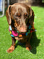 Polka Dot Fleece Dachshund Dog Coat: Water Repellent, Handmade
