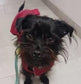 Waxed Cotton Dachshund Dog Coat: Waterproof Fleece Lined Winter Wear