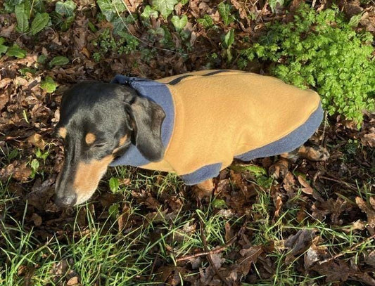 Dachshund zipped Fleece jumper ,dachshund  tankies, dog jumper, dog fleece ,washable dog jumper,ivdd jumper,dachshund fleece