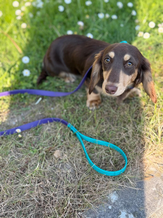 Waterproof Biothane Dog Collar & Lead Set: Small Breed, Quick Release