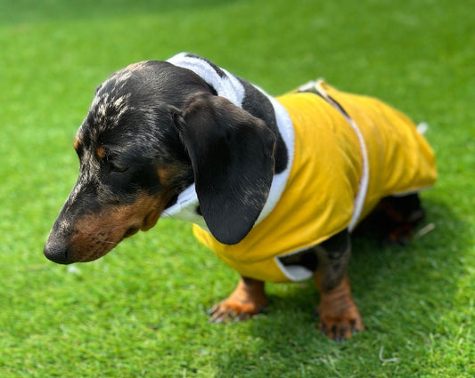 Waterproof Waxed Dachshund Coat: Fleece Lined Winter Dog Coat