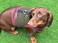 Made-to-Order Dachshund Harness: Army Green Spacer Mesh, No Armpit Rub