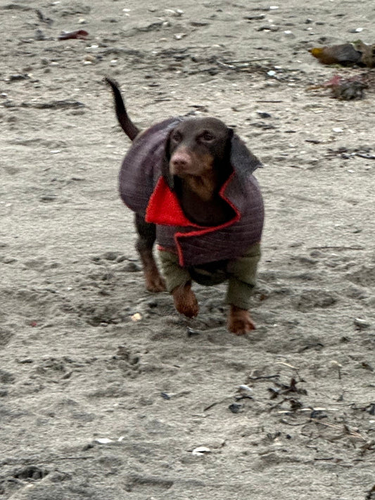 Dachshund waterproof dog coat, shower proof dog coat ,winter dog coat ,small dog coat
