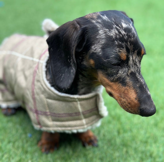 Dachshund water resistant dog coat, waterproof dog coat, shower proof dog coat ,pet lover, pet accessories,dachshund dog coat