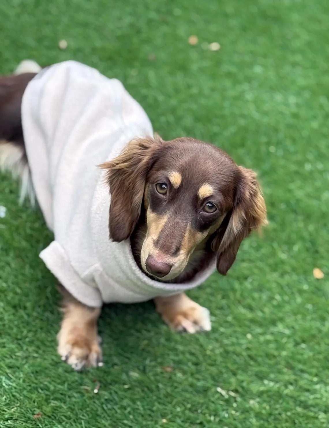 Dachshund Fleece Dog Jumper: Water & Mud Repellent, Zipped Tankie.