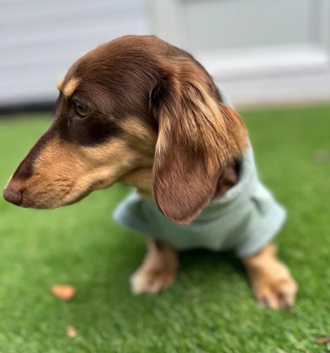 Dachshund water resistant zipped jumper Softshell Dog Coat Mud Repellent.