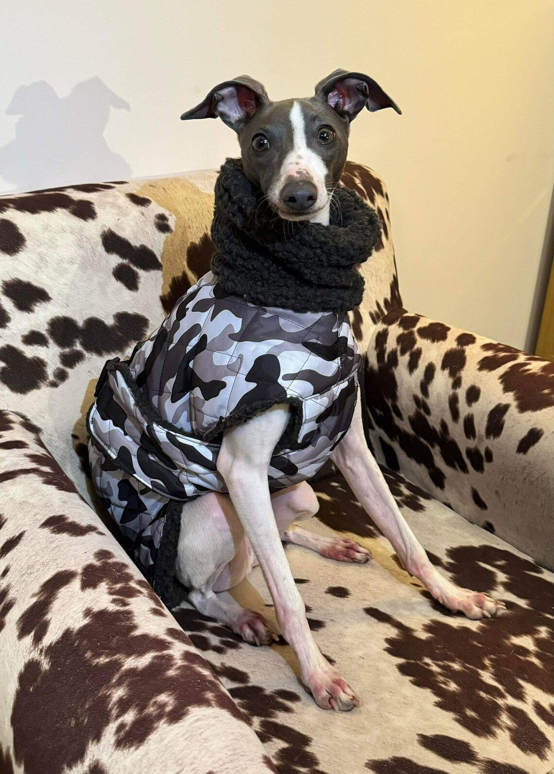 Waterproof Quilted Italian Greyhound Coat: Sherpa Fleece Lined, Chest Covering.