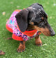 Dachshund Print Softshell Fleece Dog Jacket: Waterproof Jumper.