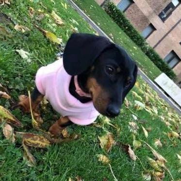 Water-Resistant Dachshund Fleece Jumper: Warm Puppy Coat