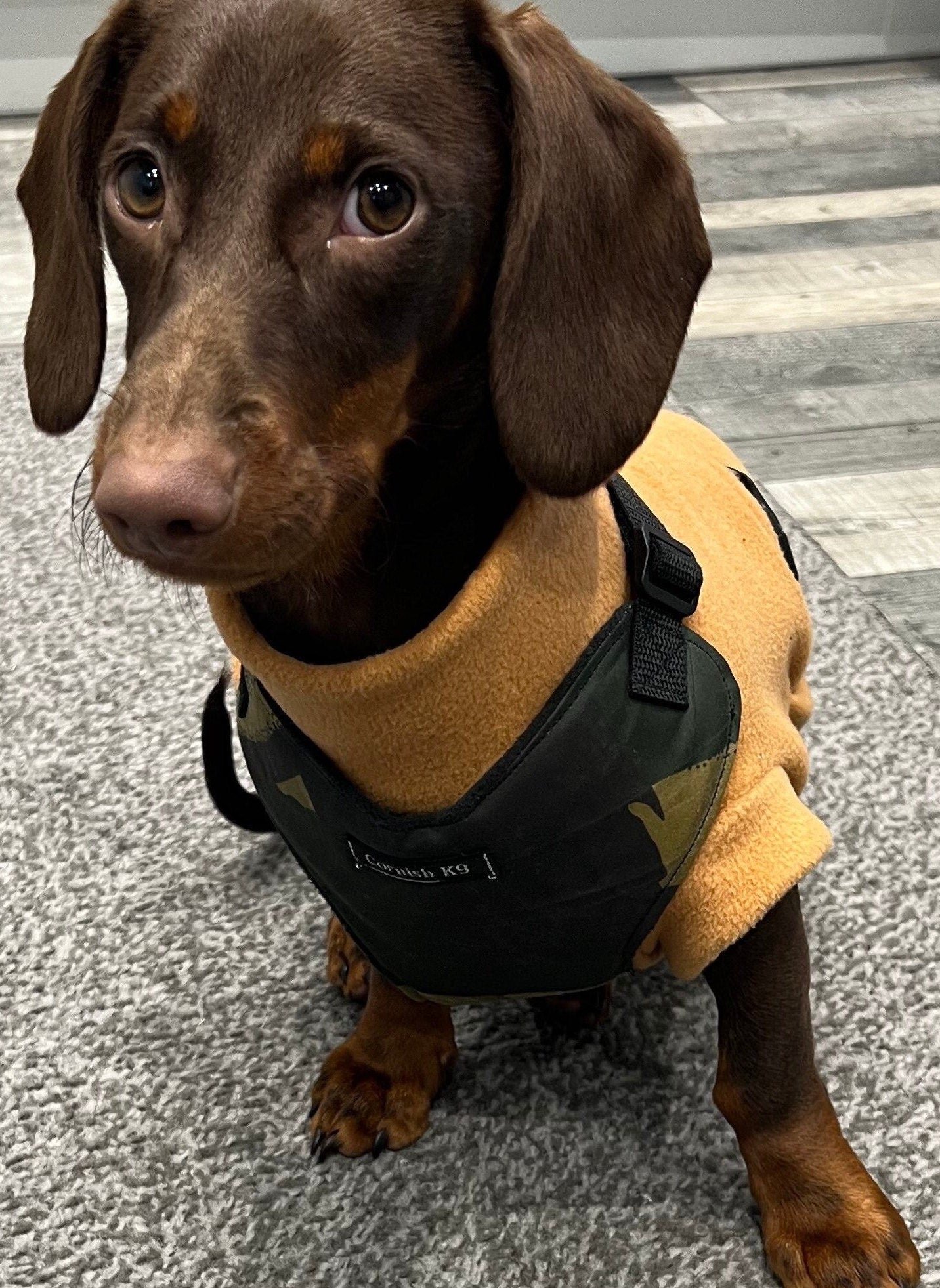 Waterproof Cordura Dachshund Harness: Padded Fleece Lined, No Choke