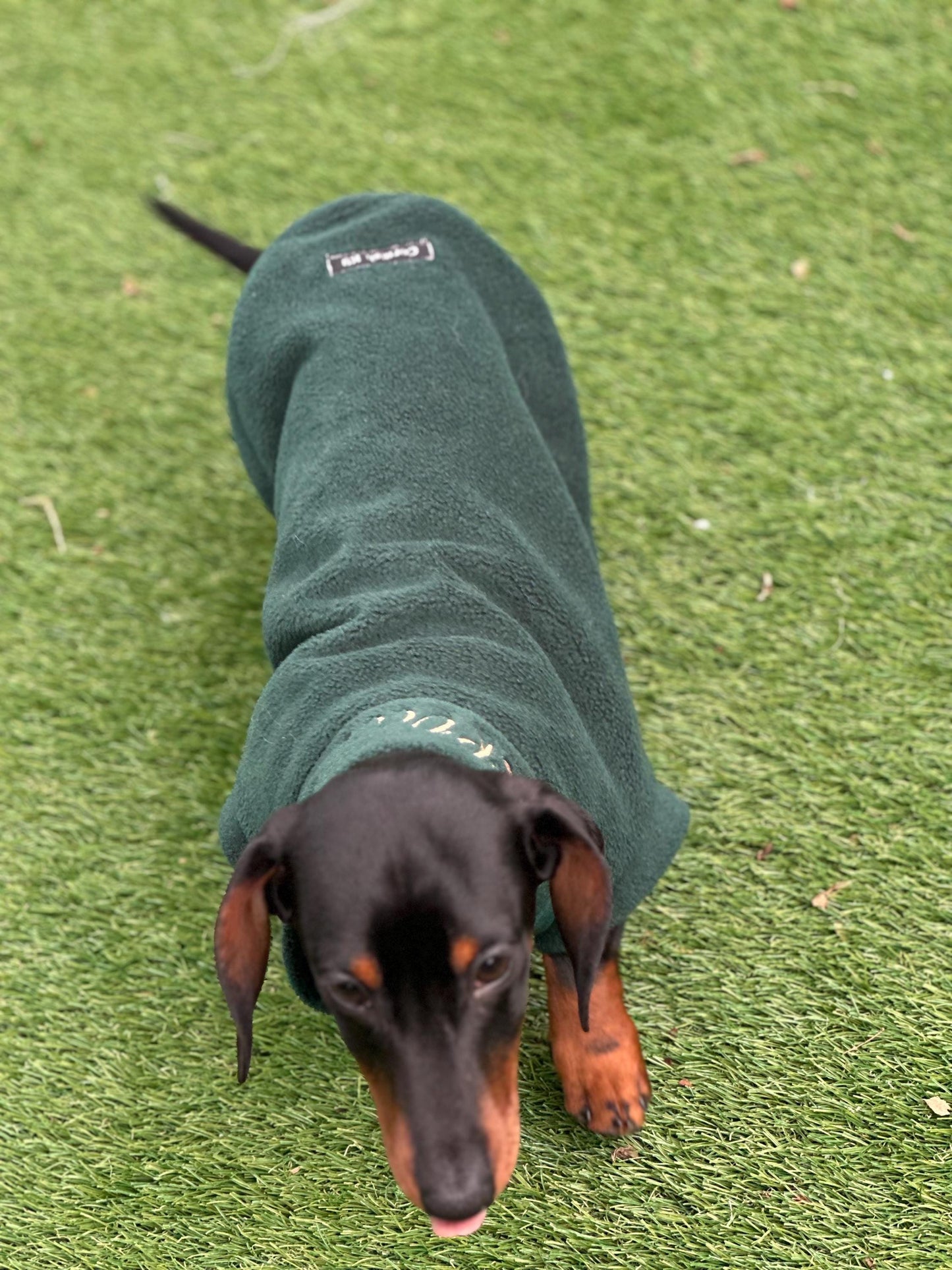 Dachshund Fleece Jumper: Softshell Tummy, Mud & Water Repellent