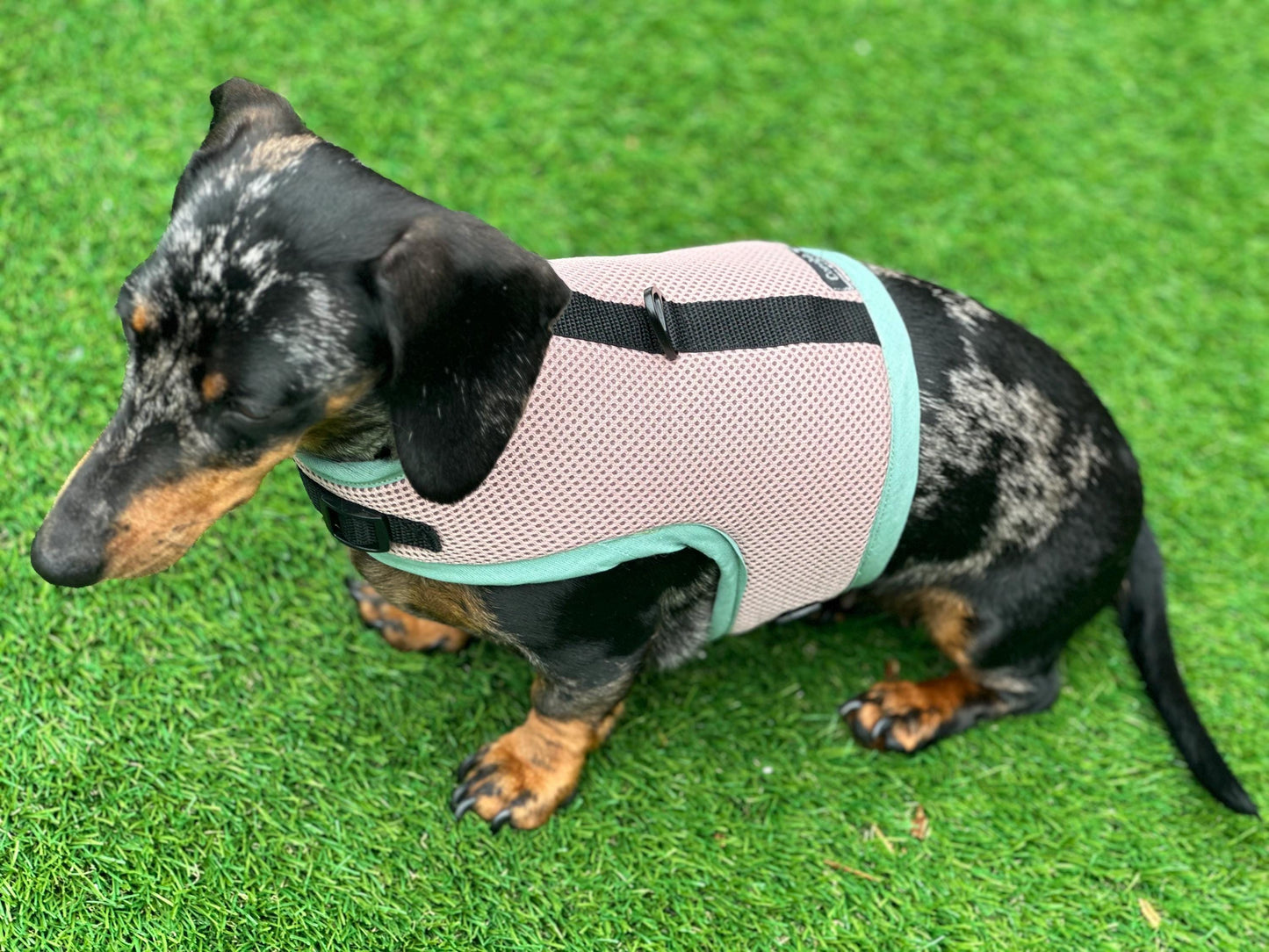 Dachshund harness ,dog harness ,dachshund dog vest ,no arm pit rub harness,rub free harness