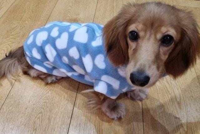 Dachshund Heart Fleece Dog Coat: Water Repellent, Breathable Jumper