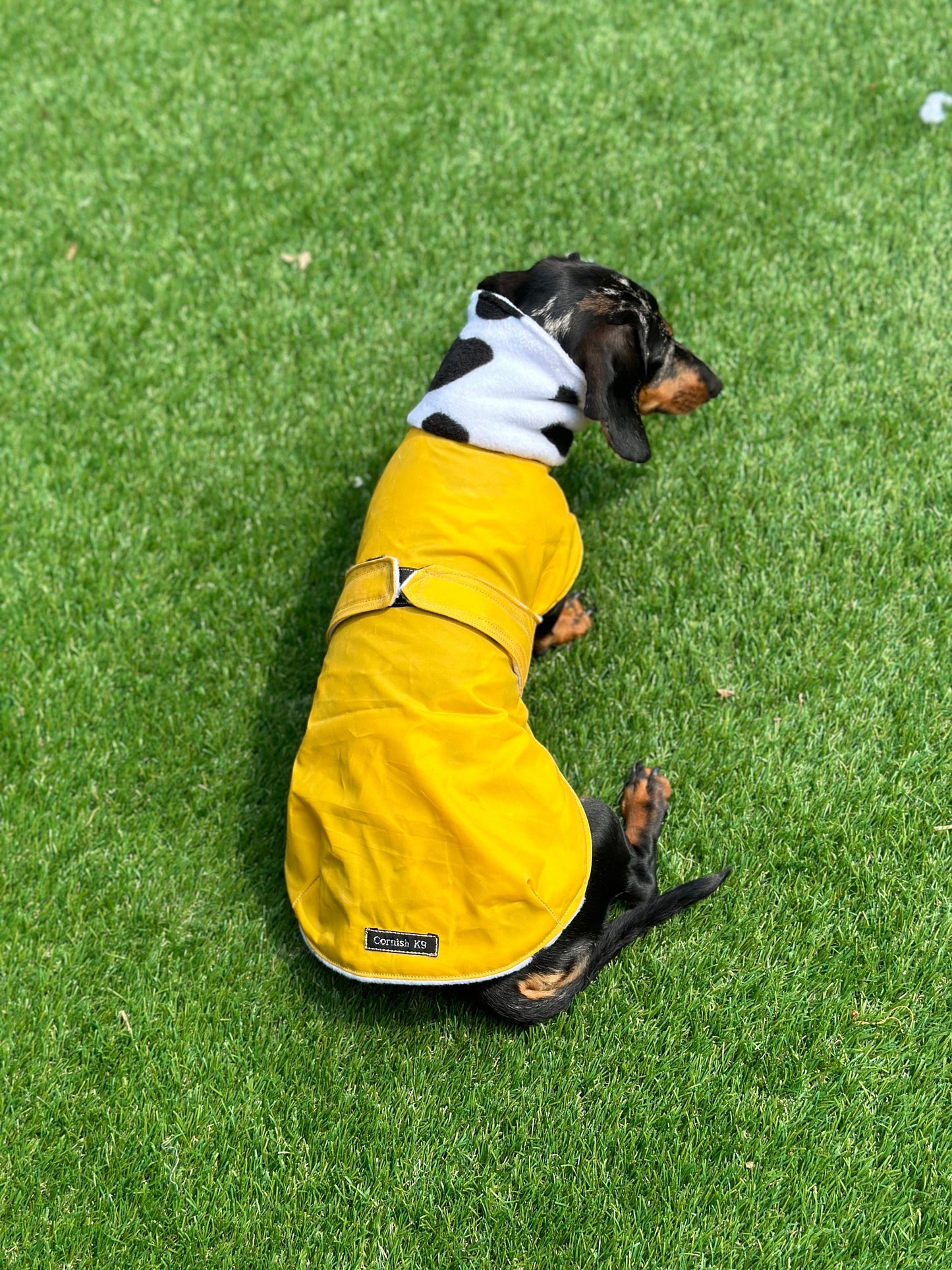 Waterproof Waxed Dachshund Coat: Fleece Lined Winter Dog Coat