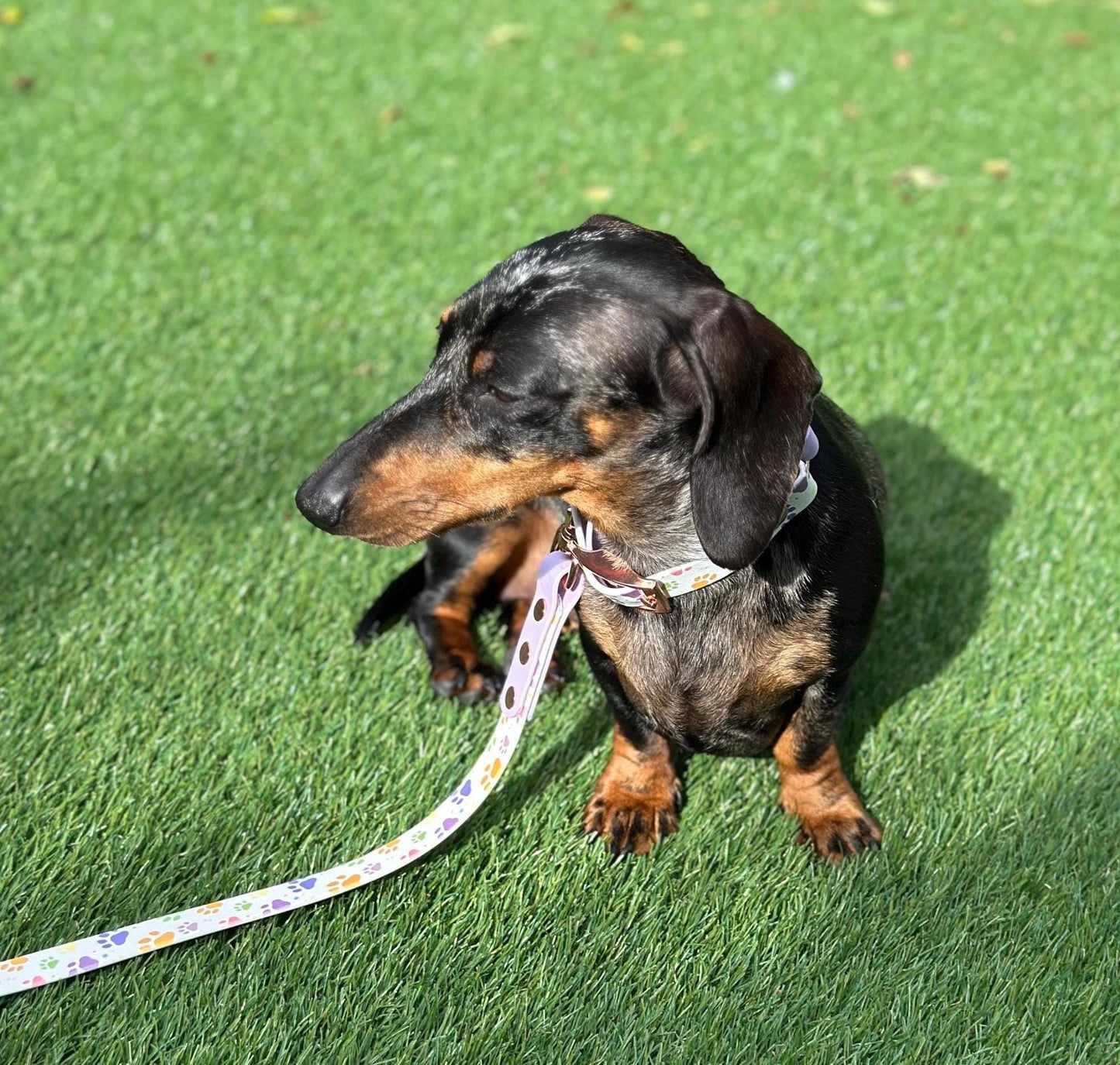Waterproof Biothane Dog Collar & Lead Set: Rose Gold Hardware